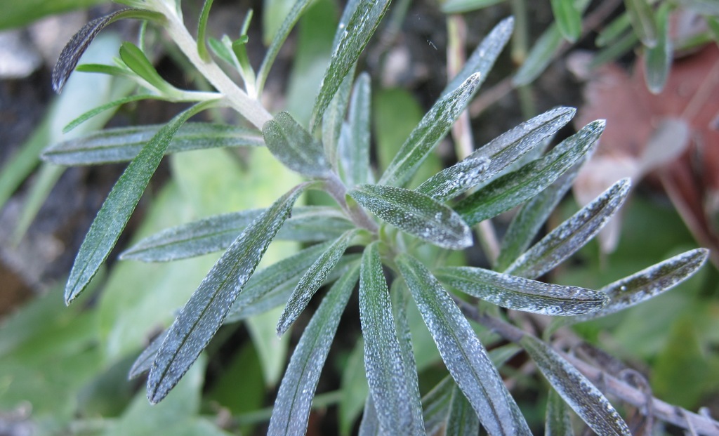 Lithodora rosmarinifolia / Erba-perla mediterranea